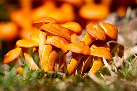International Mycological Congress 2020: See the Programme