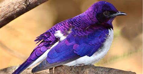 10 Rare Purple Animals A Z Animals