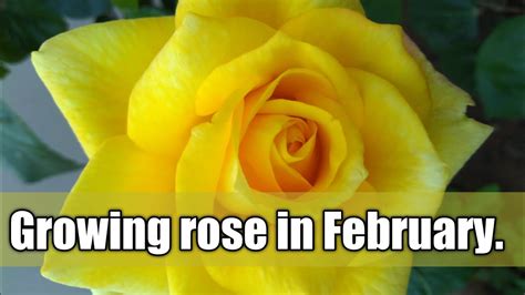 How To Grow Rose Plant In February Month फ़रवरी माह में गुलाब कैसे