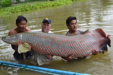 Biggest Fish In The World History ~ Total World Info