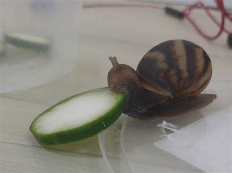 Snail Eating Some Cucumber Gets Photoshopped Into Odd Situations