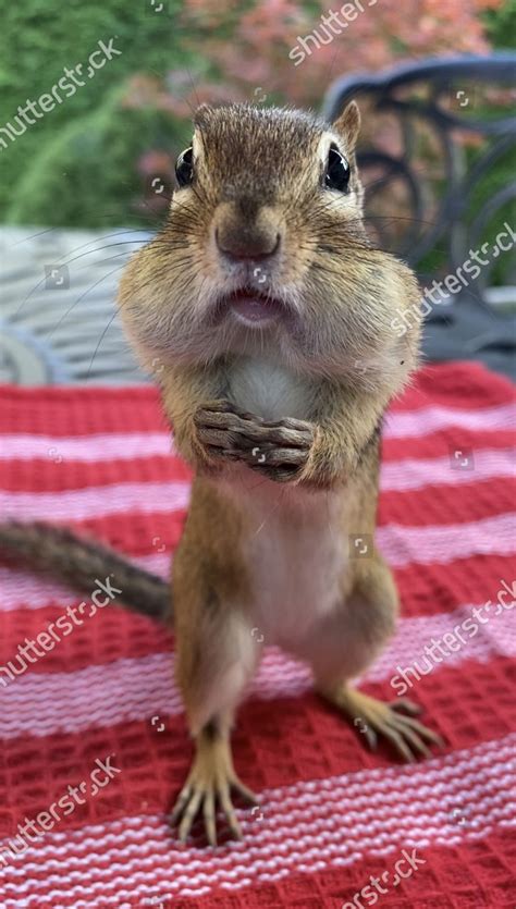 These Cheeky Chipmunks Stuff Their Faces Editorial Stock Photo Stock Image Shutterstock