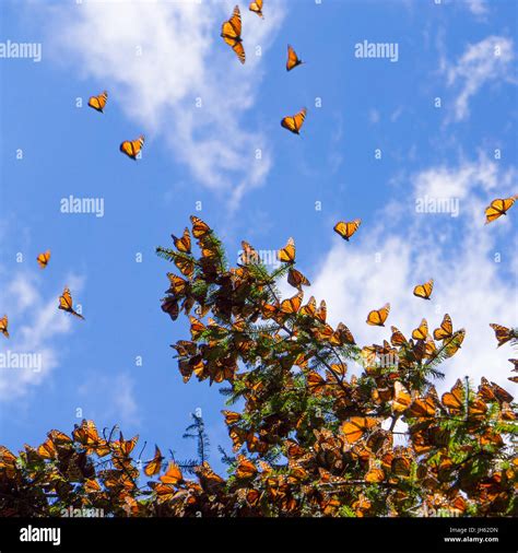 Monarch Butterflies On Tree Branch In Blue Sky Background Michoacan