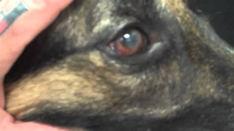 Pannus A Common Eye Problem Seen In The German Shepherd Youtube