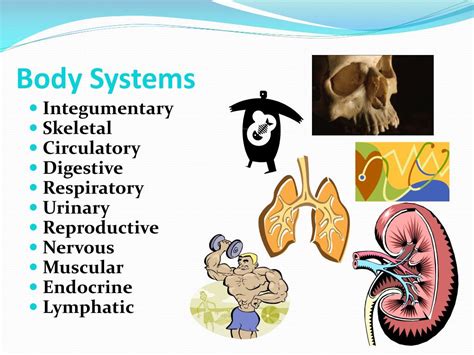 Ppt Introduction To Human Anatomy Powerpoint Presentation Free