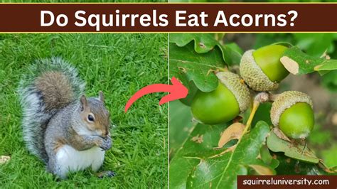 Do Squirrels Eat Acorns ️ And Why Answered Squirrel University