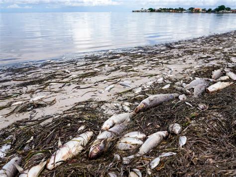 More Than 600 Tons Of Dead Sea Life Wash Up On Florida Coast Amid Red