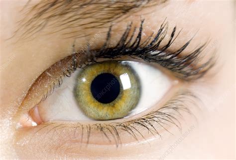 Human Eye Stock Image P4200620 Science Photo Library