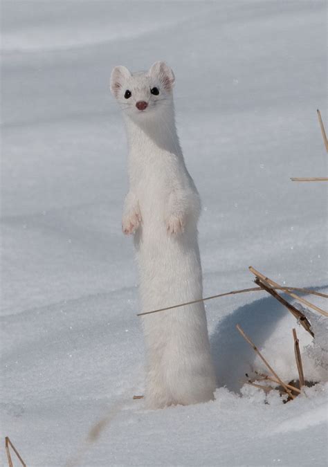 Ermine In Yellowstone National Park Montana 面白い動物 哺乳類