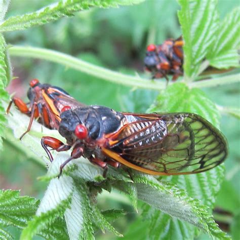 Cicadas 13 Year Brood Xix 4 These Newly Emerged 13 Year P Flickr