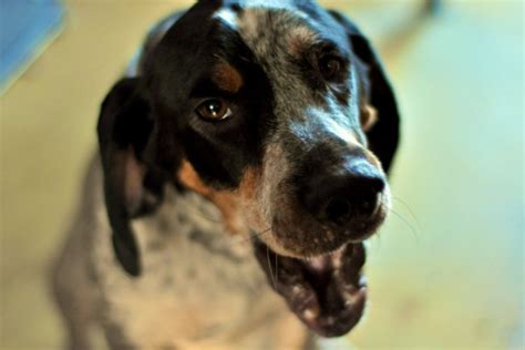 5 Things To Know About Bluetick Coonhounds