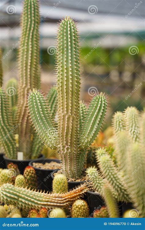 Cactus Potplanten In Tropische Planten Kwekerij En Boerderij Stock