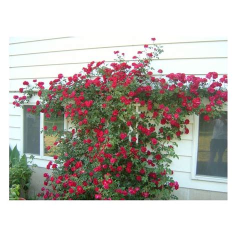 Red Climbing Annual Flowers Red Flowers On Climbing Plant Royalty