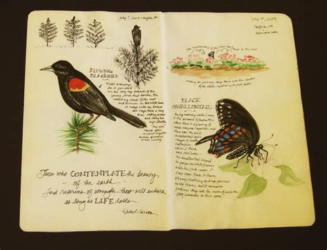 Central Virginia Botanical Artists Nature Journaling And A Show Too