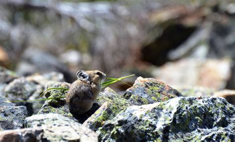 New Research Advances Genetic Studies In Wildlife Conservation Ubc