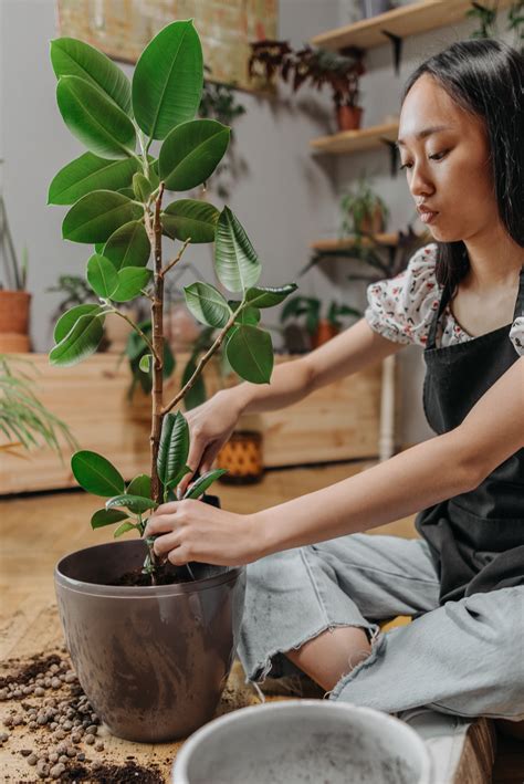 Cuidado De Ficus Benjamina Consejos Para Cuidar Y Mantener Tu Planta