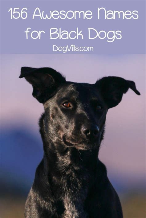 156 Epic Black Dog Names For Your Ebony Pup Black Dog Names Dog