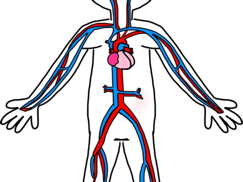 Heart Shaped Clipart Circulatory Simple Circulatory System Diagram