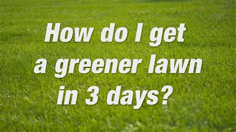 How To Make Bermuda Grass Thicker And Greener