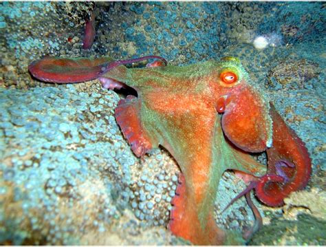 Octopus Hd Wallpapers Earth Blog