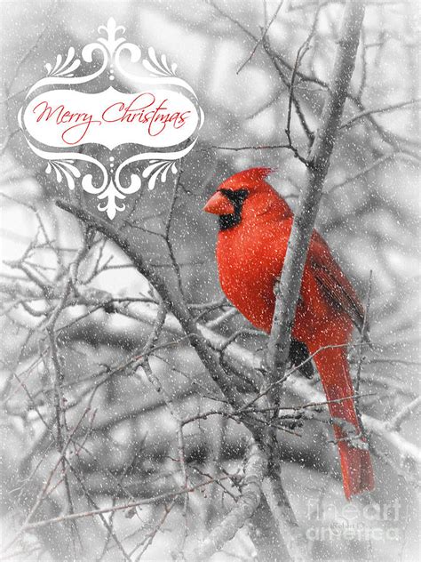 Merry Christmas Cardinal Photograph By Robert Oneil Fine Art America