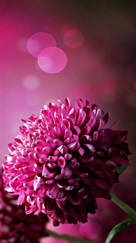 Purple Flowers Wallpaper For Phone | Best HD Wallpapers | Amazing flowers, Purple flowers ...