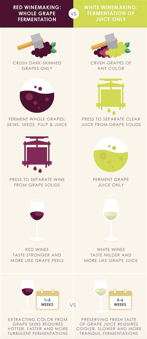 Infographic The Real Difference Between Red And White Wine Beverage Dynamics