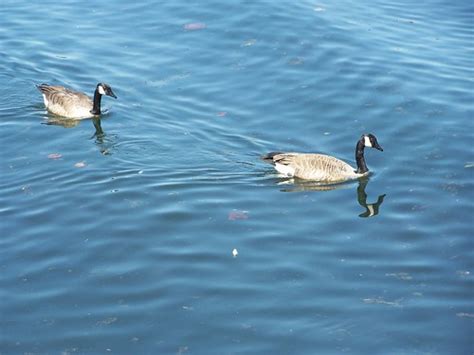 Canada Geese Canada Geese At Lake Taneycomo Bj Sanders Flickr