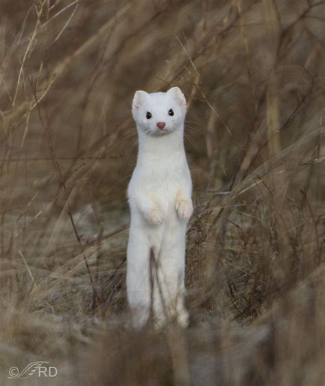 Many Call White Long Tailed Weasels In Winter Ermines
