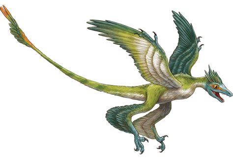 Microraptor Prähistorische Lebewesen Und Erdzeitalter Wiki Fandom