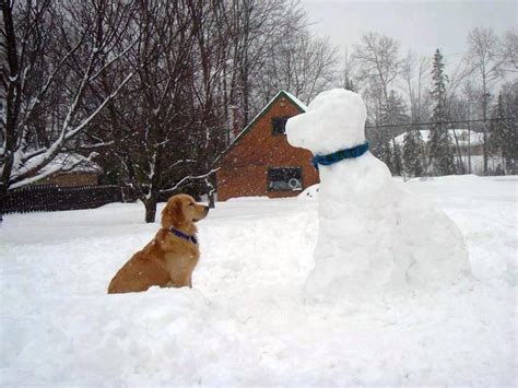 Golden retriever breeders in north carolina. Absolutely too cute! | Snow puppy, Dog love, Golden retriever