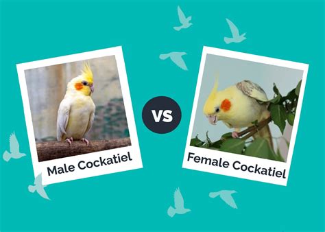 Male Vs Female Cockatiel Whats The Difference With Pictures Hepper