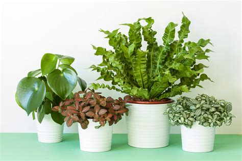 Houseplant Identification Tips Caring For Houseplants