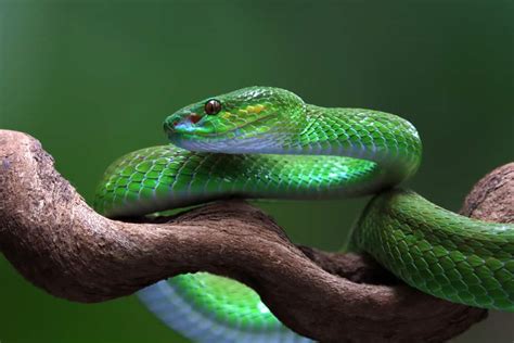 Dream About Being Chased By A Snake 5 Spiritual Meanings
