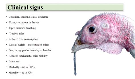 Avian Mycoplasmosis