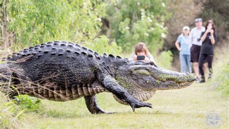 giant 12 foot alligator casually crosses paths with tourists in florida us kings