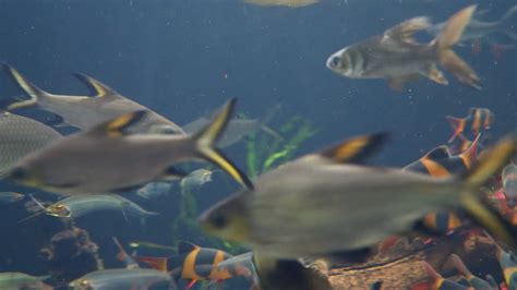 Underwater Shot Of Many Fish Swimming Through Water Stock Video Footage