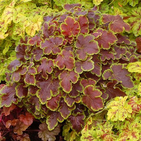Learn more about how solar eclipses happen. Heucherella 'Solar Eclipse' | TERRA NOVA® Nurseries, Inc.