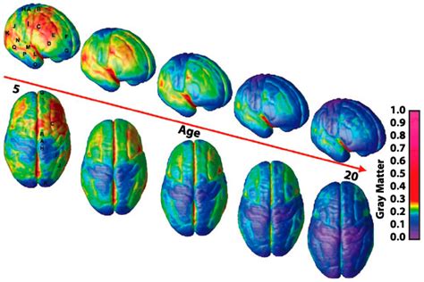 Content Brain Maturation Is Complete At About 24 Years Of Age The