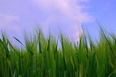 Lawn Field Meadow Free Photo On Pixabay Pixabay