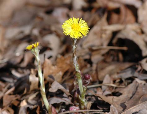 field biology in southeastern ohio early spring wildflowers