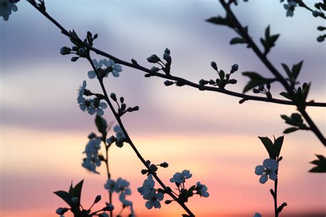 Free Images Landscape Tree Grass Branch Silhouette Blossom Sky