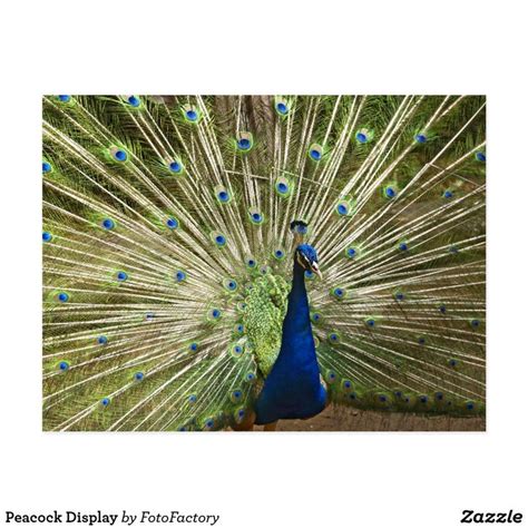 Peacock Display Postcard Zazzle Postcard Display Cards Bird