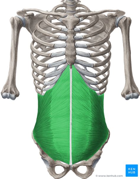 Anterior Abdominal Wall Anatomy And Clinical Points Kenhub