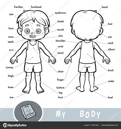 Dibujos Partes Del Cuerpo Humano Para Niños De Preescolar Hábitos De