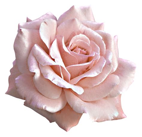 Rose Pink Flower Clip Art Large Light Pink Rose Png Clipart Png