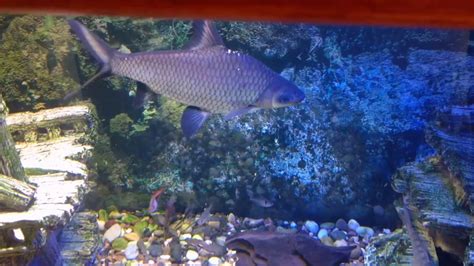 My Large Silver Bala Shark Community Aquarium Tank Youtube