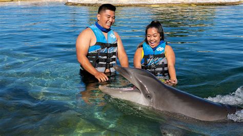3 Fun New Things To Do At Sea Life Park Hawaii Travelage West