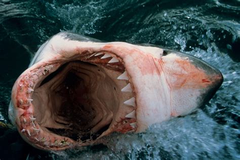 Do Bull Sharks Or Great White Sharks Attack And Kill The Most Humans