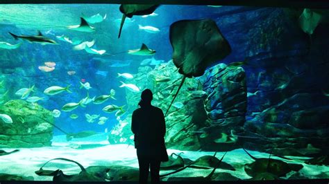 Ripley S Aquarium Of Canada Toronto Location De Vacances Partir De